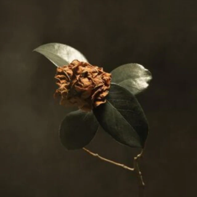 ST. PAUL & THE BROKEN BONES - YOUNG SICK CAMELLIA (Vinyl LP)