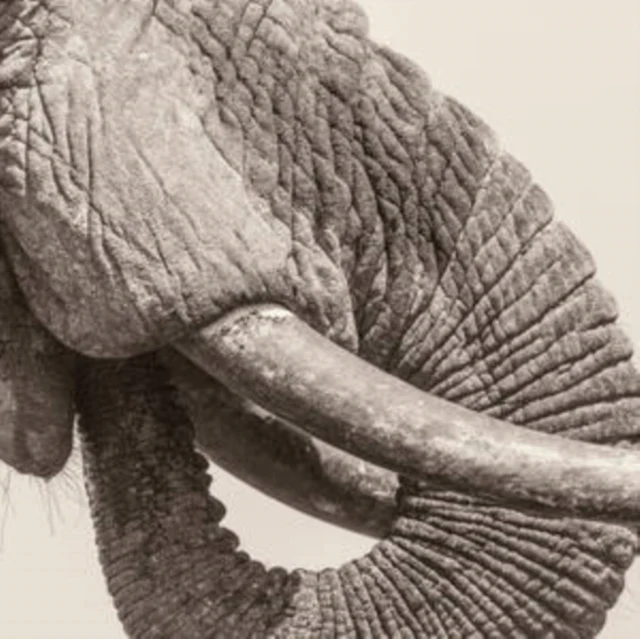 WHITE ELEPHANT - WORLD ELEPHANT DAY (Vinyl LP)